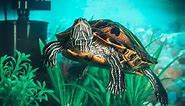 Red-Eared Slider: Care, Diet, Habitat, Tank, & Facts - Everything Reptiles