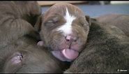 Mia's 2 Week Old Pit Bull Puppies (in HD)