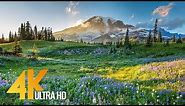 4K Mount Rainier National Park - Nature Relax Video, Summer Scenery - 2 HRS