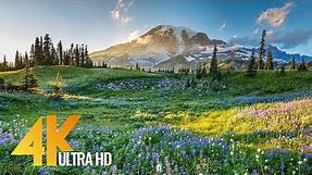 4K Mount Rainier National Park - Nature Relax Video, Summer Scenery - 2 HRS