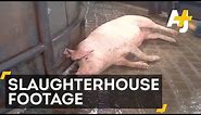 Undercover Video Reveals Horrifying Animal Abuse At Hormel