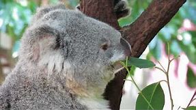 Koala Eating Eucalyptus Leaves