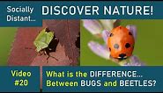 Bugs vs Beetles! What's the difference? - Discover Nature #20