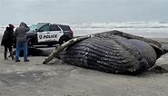 Dead whale washes ashore on Atlantic City beach