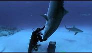 The Tiger Shark Nose Stand | Shark Week On Discovery.ca