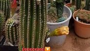 world's most beautiful cactus flower #youtubeshorts
