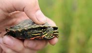 Baby Painted Turtle