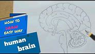 How to draw human brain step by step /easy way for beginners !