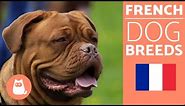 Top 10 French Dog Breeds
