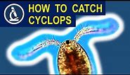 How to catch CYCLOPS and put it under the microscope 🔬 175