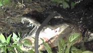 Gator Attacks, Kills Pit Bull in Florida