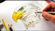 How To Draw A Bald Eagle Head - Advanced