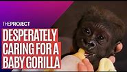 Baby Gorilla: The Aussie Zookeeper Who Is Raising A Desperately Ill Baby Gorilla