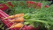 Tips on growing and Harvesting Danver Half long carrots in containers