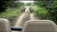 Rhino Chase