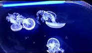 Svět medúz - Medúzárium Praha (The World of Jellyfish Prague Czech Republic)