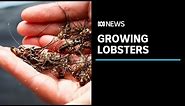 How to grow lobsters on land: The pioneers trying to develop an on-shore industry | ABC News