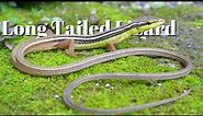 The Long-Tailed Lizard is Mistaken For a Snake | Takydromus Lizards | Animal Facts