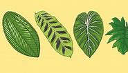 Rainforest Leaves Display Cut Outs