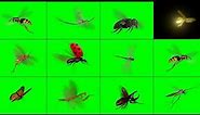 Flying Insects on Green Screen