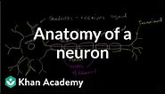 Anatomy of a neuron | Human anatomy and physiology | Health & Medicine | Khan Academy