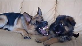 German Shepherd and Puppy Playing On Couch