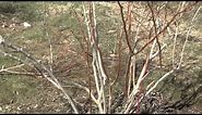 How to Prune a Blueberry Bush