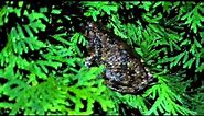 Pennsylvania Tree Frog