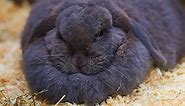 Dewlap Rabbit - Does Your Bunny Have A Double Chin?