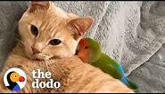 Cat Is Obsessed With His Tiny Love Bird | The Dodo Odd Couples