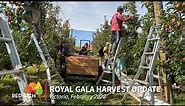 Tree to Table | Royal Gala Apple Harvest Update 2020, VIC