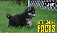 Amazing facts of Alusky | Interesting Facts | The Beast World