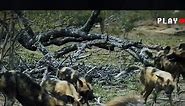 A warthog is viciously attacked by a pack of wild dogs#wilddog#warthog ##animals#foryou#foryourpage#fyp
