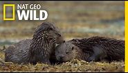 Hungry, Hungry Otters | Destination WILD