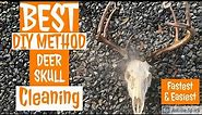 BEST DIY Method for Cleaning DEER Skulls | Fastest & Easiest