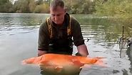 British angler catches one of the world's biggest goldfish