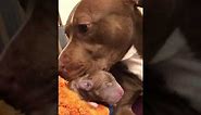 Rednose pitbull giving birth to 8 heathy Puppies Continuation Part 2