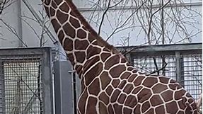 Wilfred, the Reticulated Giraffe