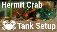 How to set up a hermit Crab Tank (Properly!)