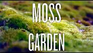 Indoor Moss Garden