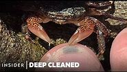 How Crabs Clean Dead Skin From Toes | Deep Cleaned | Insider