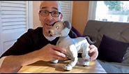 Sony Aibo ERS-1000 Review: It’s the Ultimate Robot Dog!