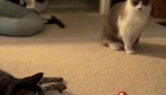 Cat toy fun! #TTSRECHARGE #cats #fyp #foryoupage #catsoftiktok #cat #catlover