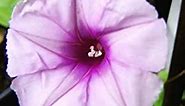 QAUZUY GARDEN 10 Moonflower Seeds Lavender Moonvine, Tropical White Morning Glory, Ipomoea Muricata - Flamboyant & Exotic-Looking Perennial Privacy Screen