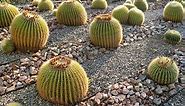 How to Grow a Golden Barrel Cactus from Seed? [A Complete Guide] - Best Cactus Guide