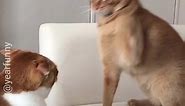 Bagaskara (@dangdhoet)’s video of cats fighting