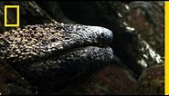 Giant Salamander As Big As a Dog | National Geographic