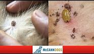 How To Check Your Dog For Ticks- Tick Hiding Spots - Professional Dog Training Tips