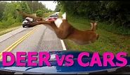 Deer vs Cars || Ultimate Dash Cam Fails Compilation