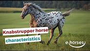 Knabstrup horse | characteristics, origin & disciplines